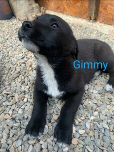 Gimmy