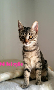 MILLEFOGLIE