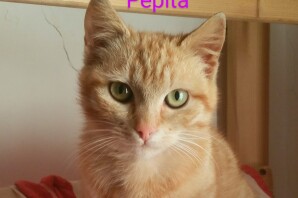 PEPITA 5/6 mesi una dolcezza di gattina CERCA CASA❤️