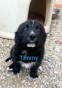 Timmy 50 giorni