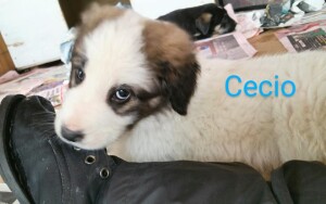 cecio 2