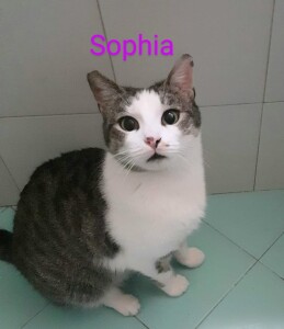 sophia