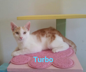 turbo